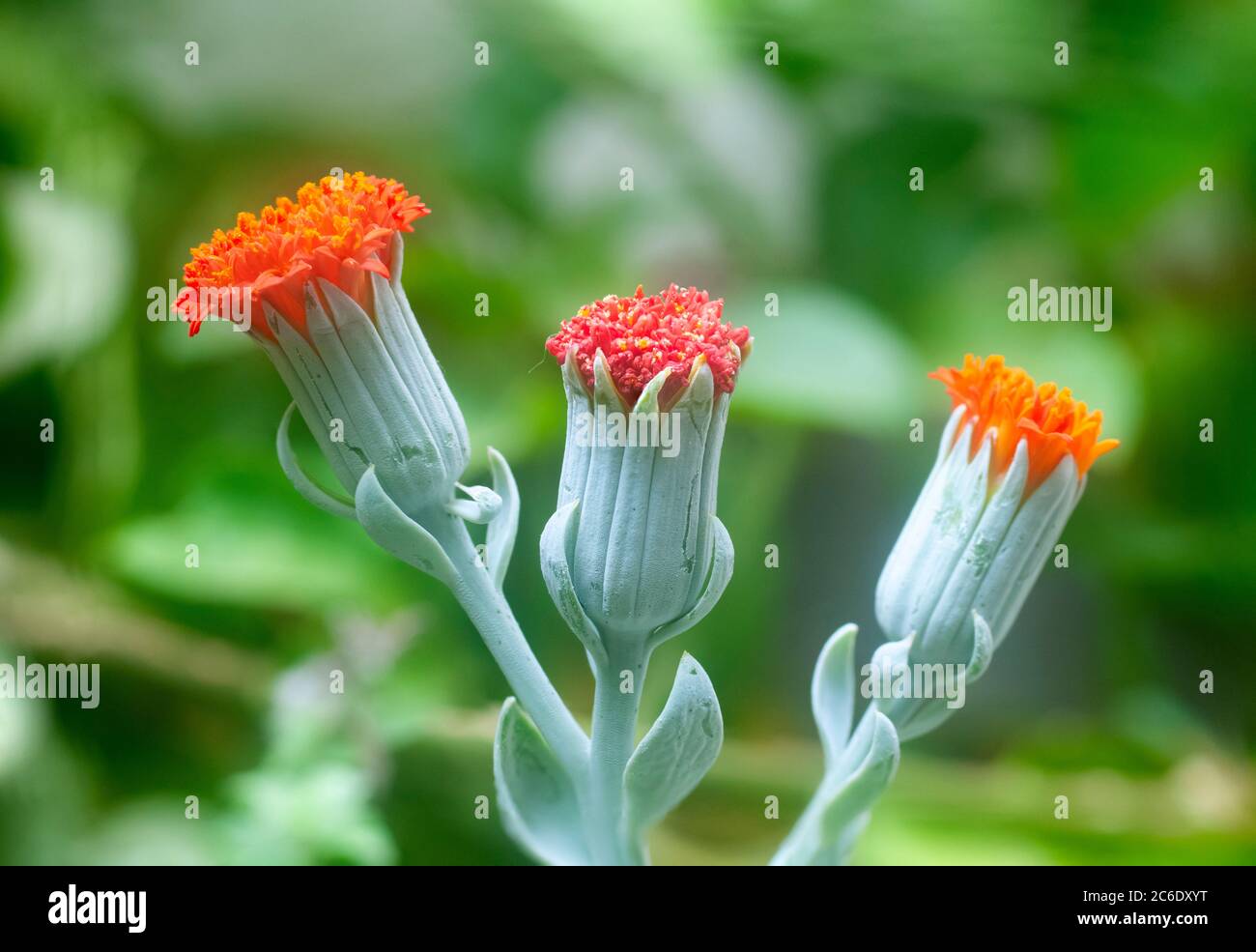 Close up of a flowering Kleinia fulgens common names include Scarlet Kleinia, Coral Senecio (in the past was Senecio fulgens) is a species from the ge Stock Photo