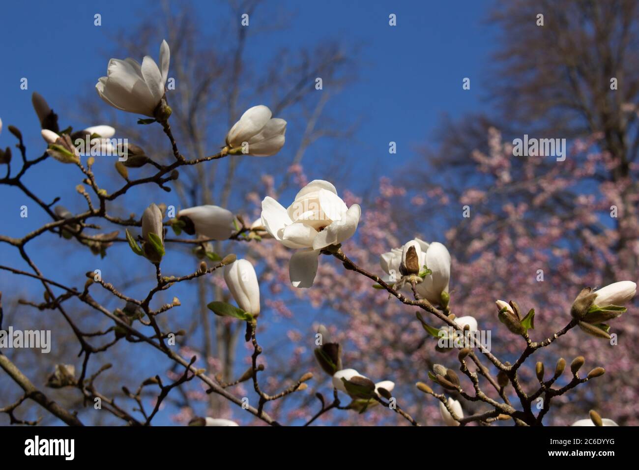 Close up of white flowers of a Magnolia Tree in front of a pink ...
