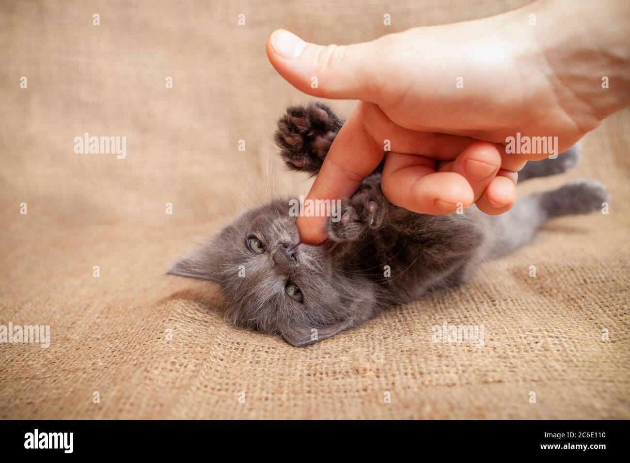 The Kitten Bites His Fingers The Cat Is Played With The Hand Grey Ash Cat Bites Rejoices Plays Funny Kitten Stock Photo Alamy