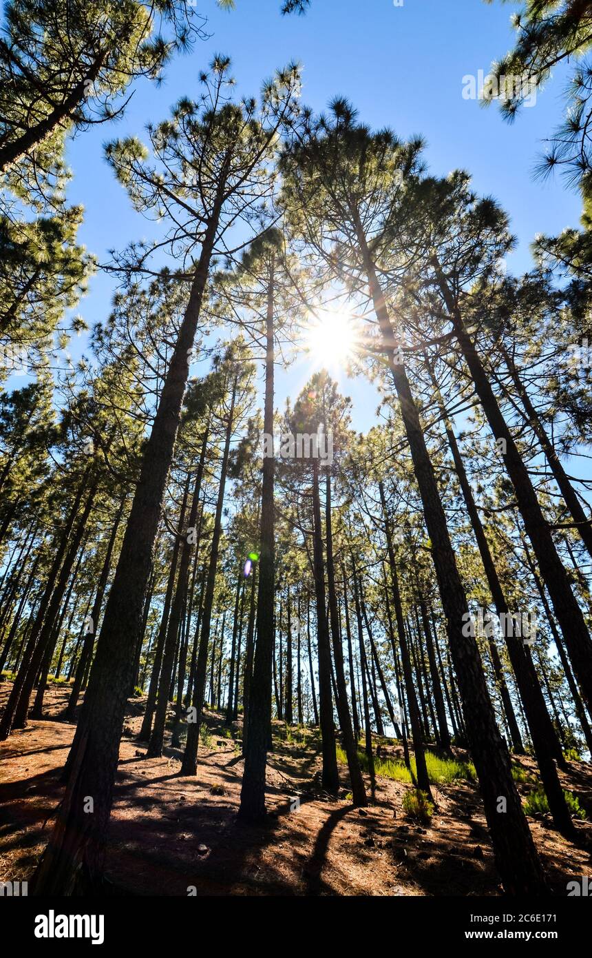 Very High Pine Wood Forest on a Sunny Day Stock Photo - Alamy