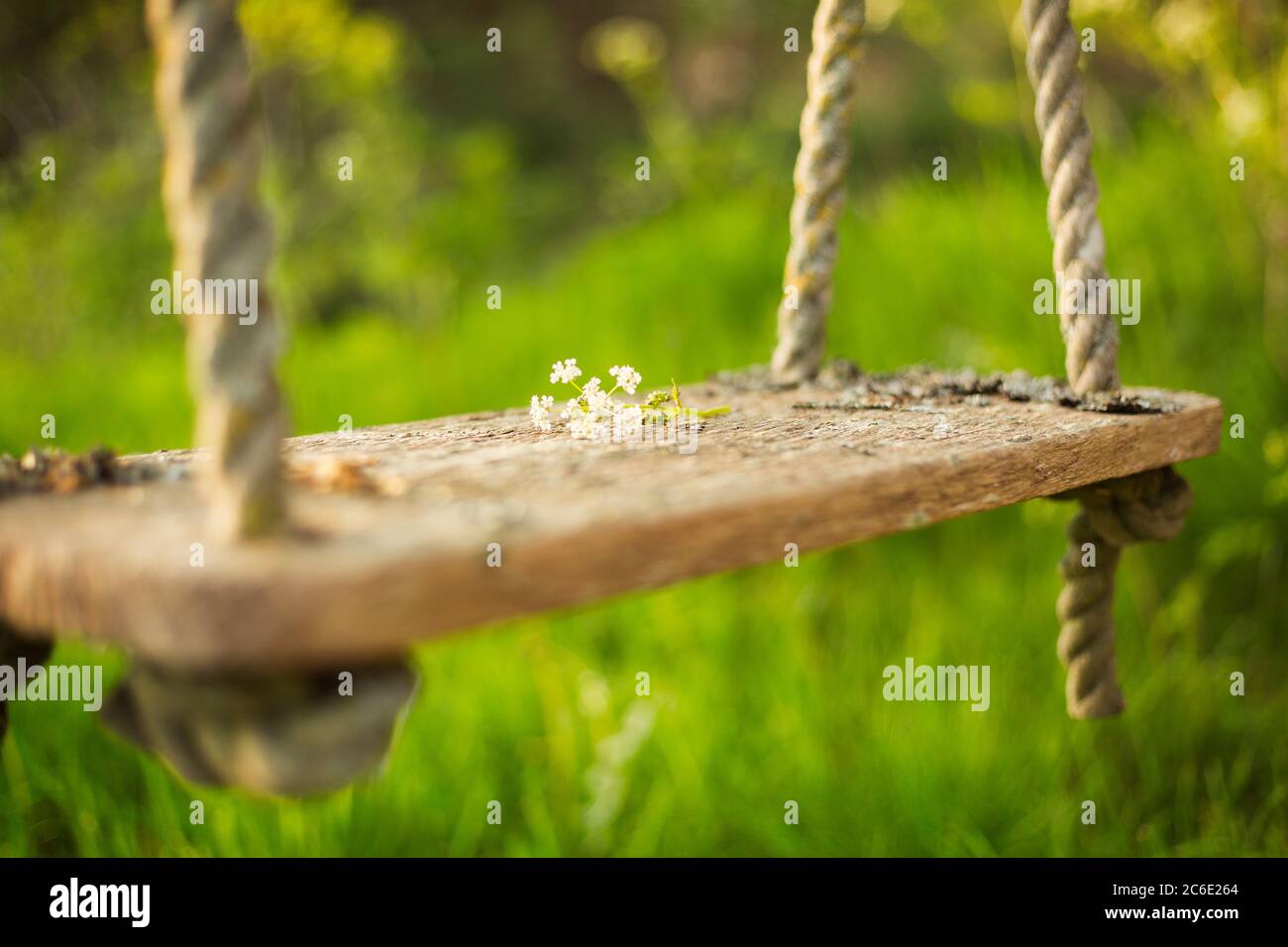 Delicate white flowers on rustic swing in sunny garden Stock Photo