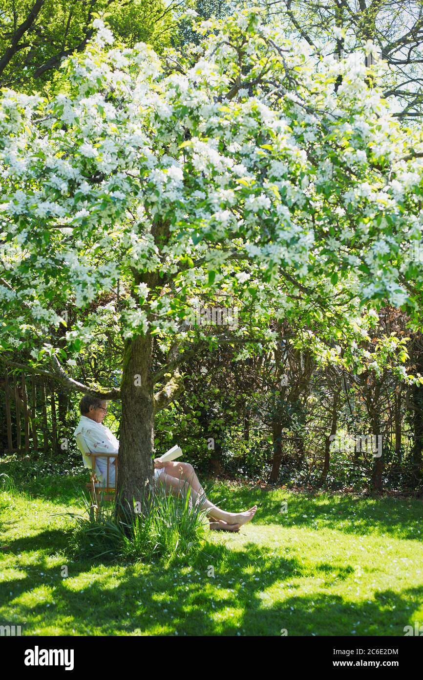 Man reading book below flowering tree in sunny tranquil garden Stock Photo