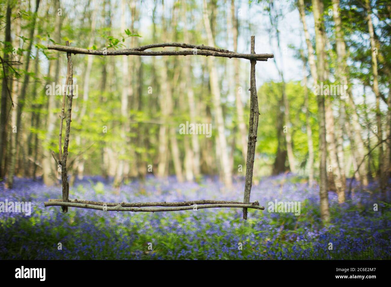 Wood stick frame over idyllic bluebell flowers in woods Stock Photo