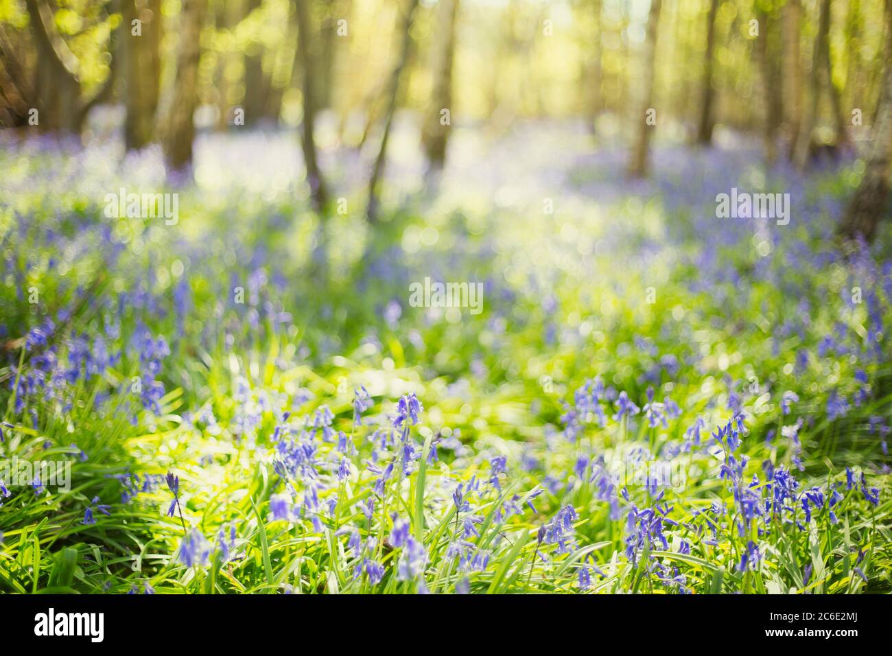 Bluebell flowers growing in sunny idyllic woods Stock Photo