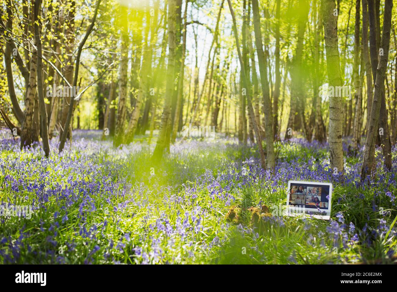 Video chat on laptop screen in sunny idyllic bluebell woods Stock Photo