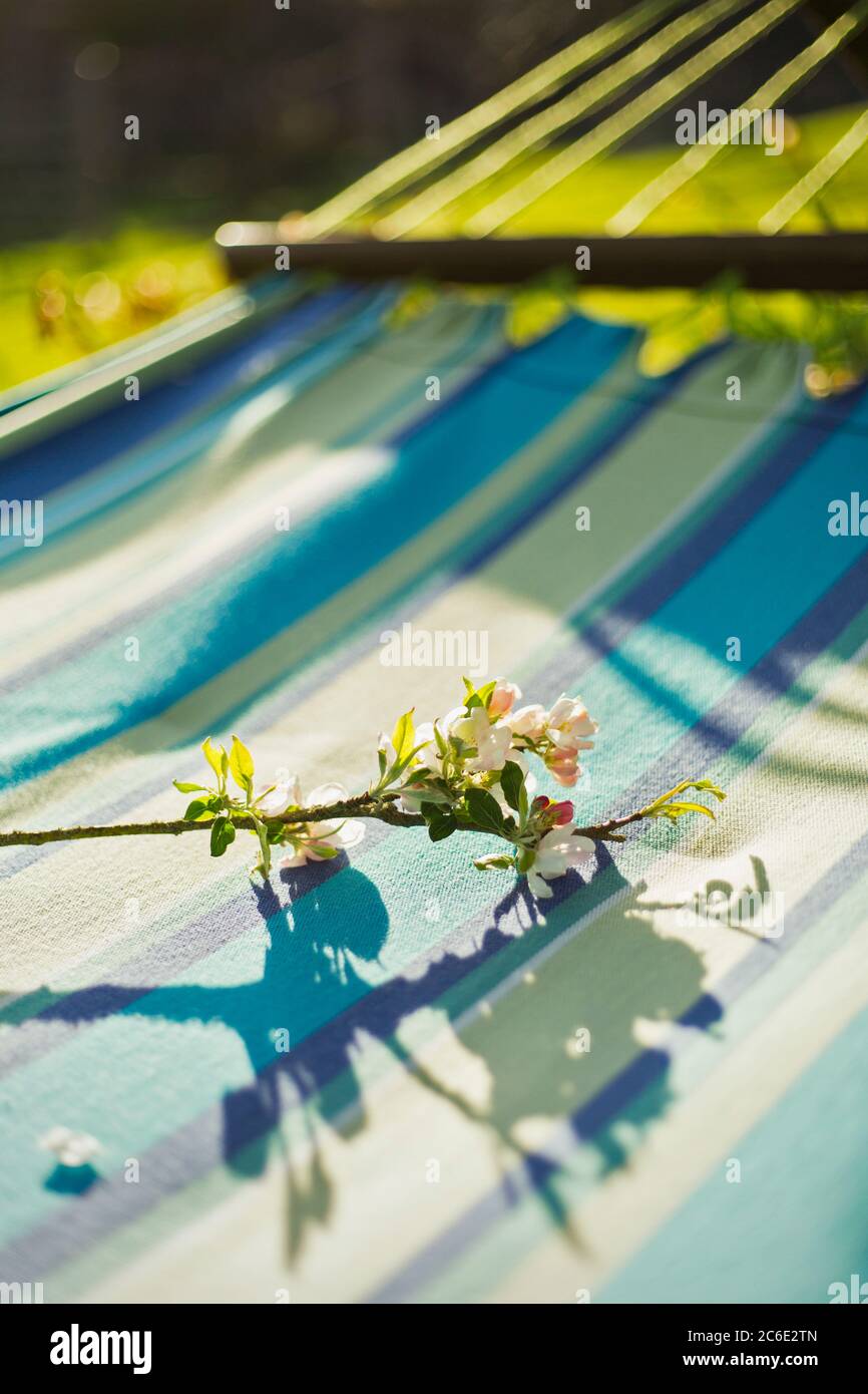 Flowering branch on sunny hammock Stock Photo