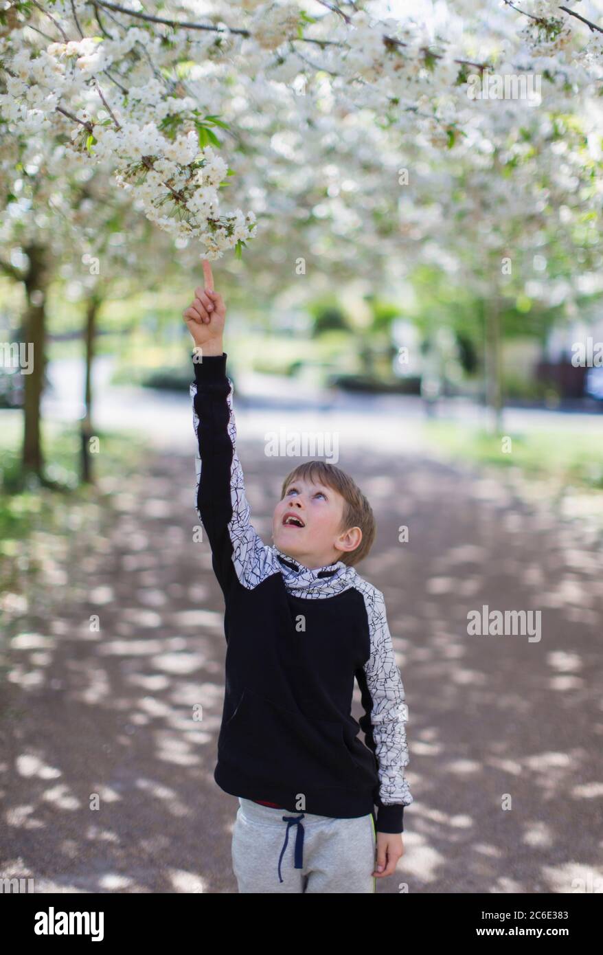 Boy reaching for apple blossoms on tree in park Stock Photo