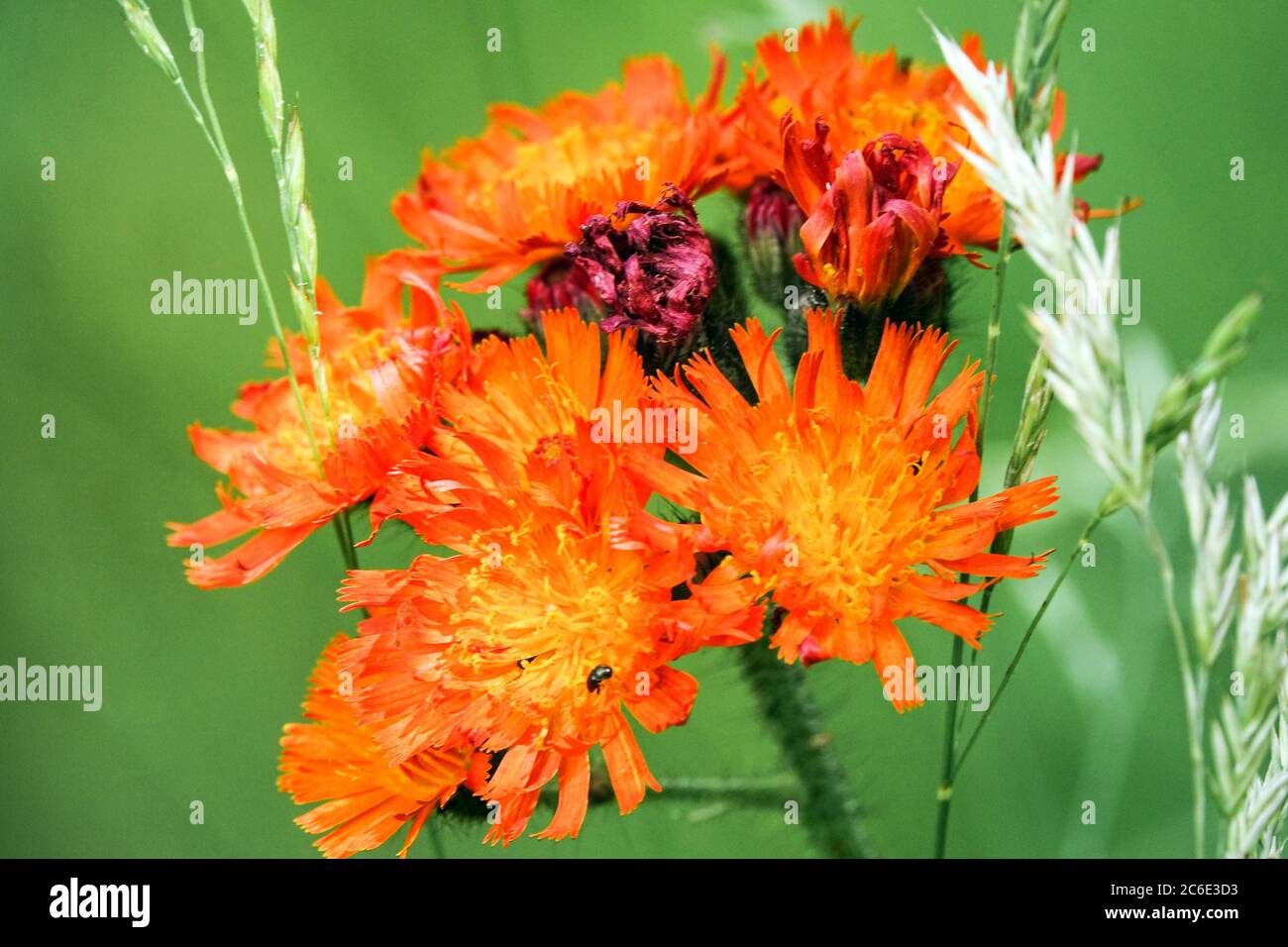 Hieracium aurantiacum Orange Hawkweed Stock Photo