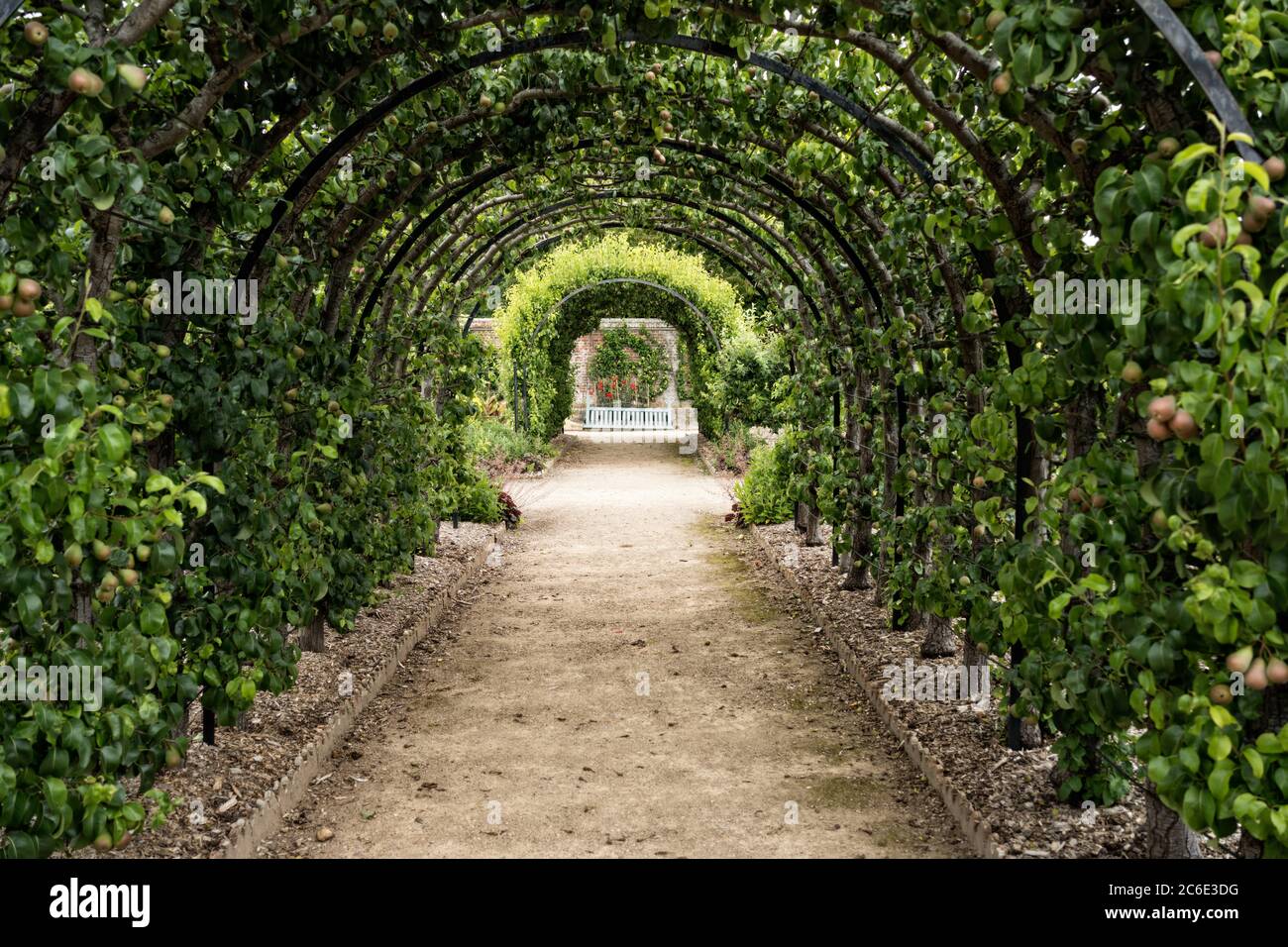 Orchard arch of pears West Dean Gardens near Chichester in East Sussex Stock Photo