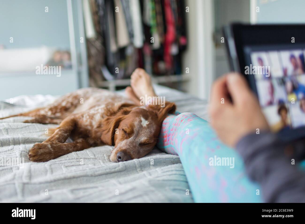 Dog sleeping on bed next to woman using digital tablet Stock Photo