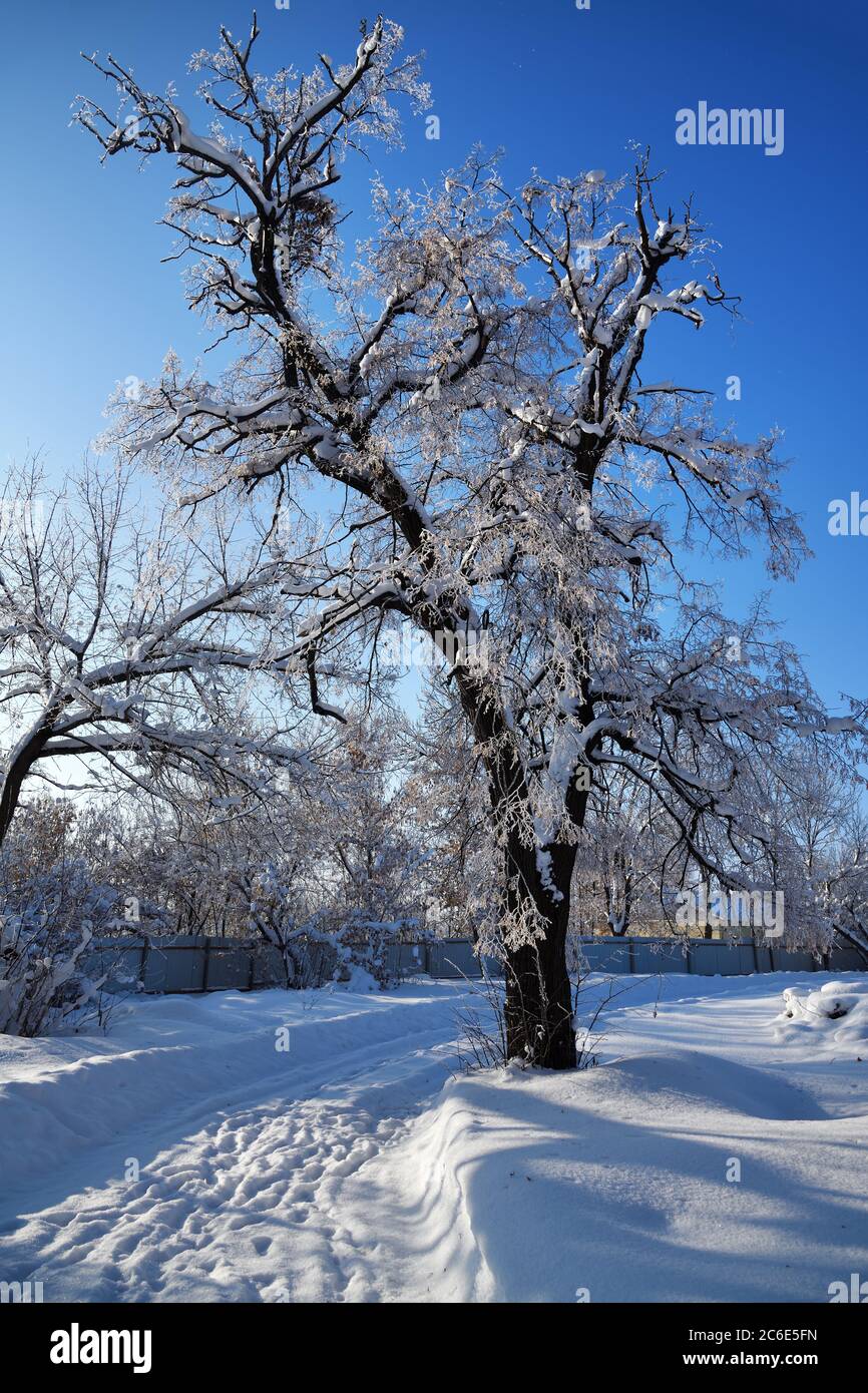 Winter rural landscape with road and frozen tree covered with frost in sunny day, Russia Stock Photo