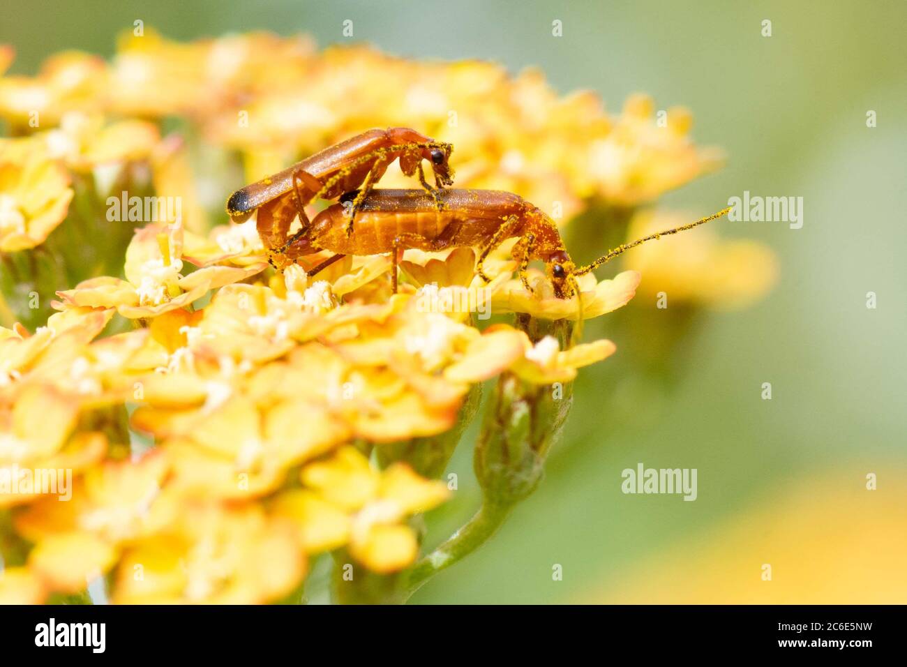 Common Red Soldier Beetles Rhagonycha fulva mating on Achillea