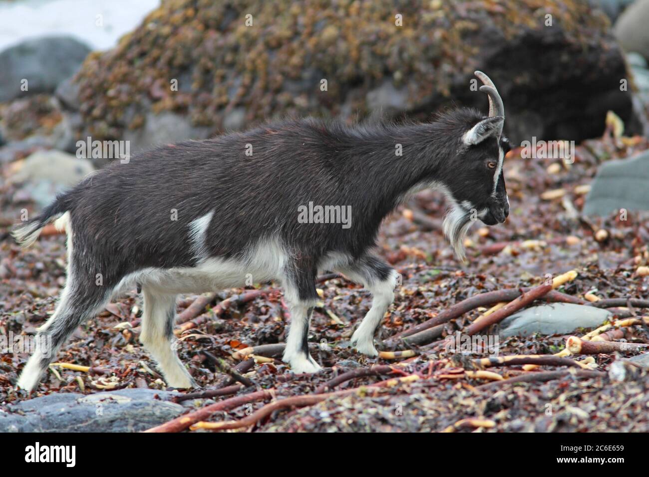 FERAL GOAT (Capra hircus) nanny goat walking across beached seaweed, Scotland, UK. Stock Photo