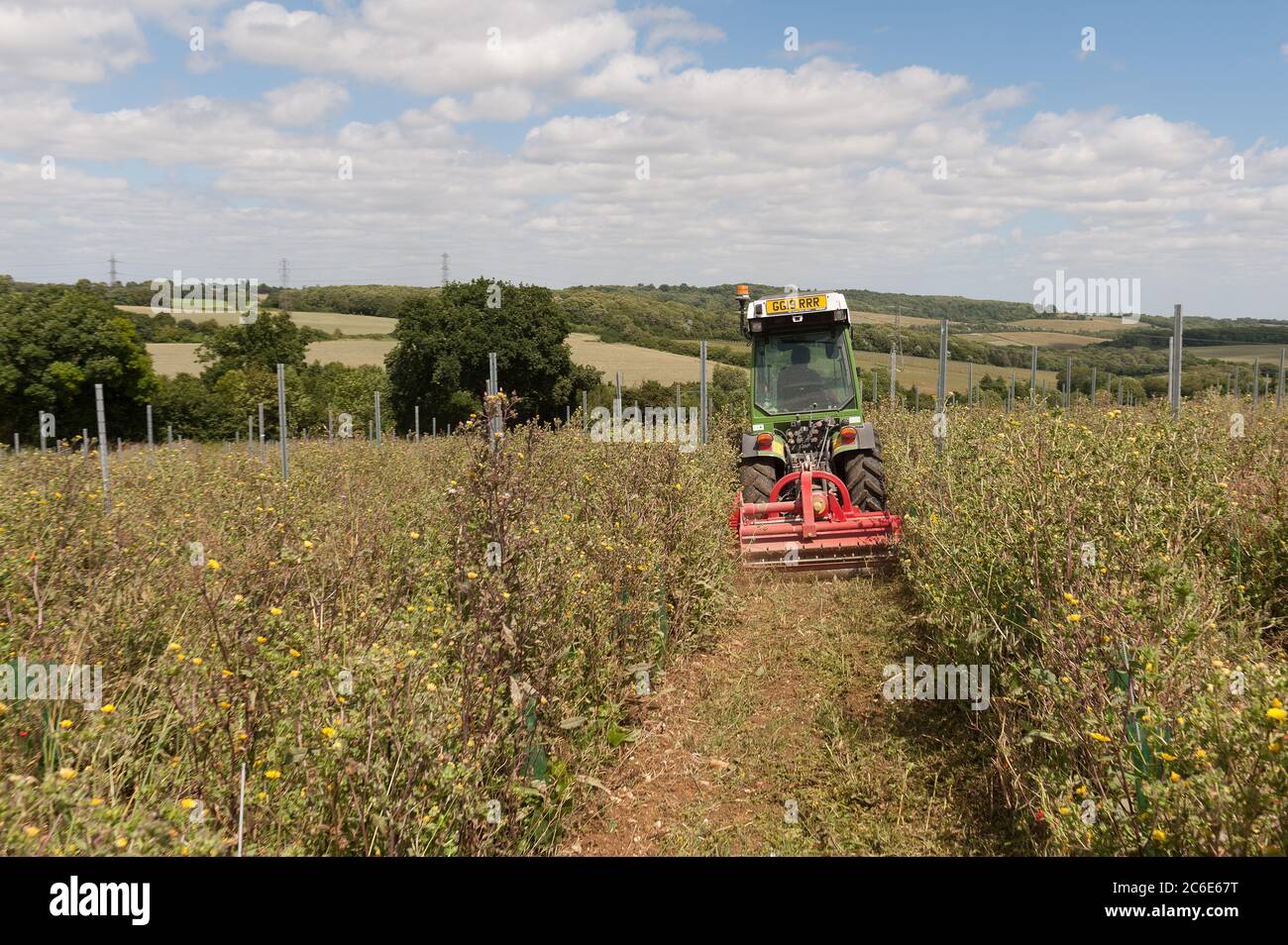 Change of use in Kentish farmland to new vineyards where last years crop and weeds compete with new grape vines so need to be cut with narrow tractor Stock Photo