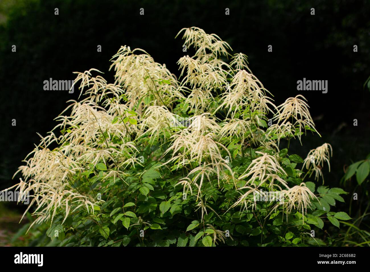 Goat's beard, a white flowering herbaceous perennial plant, Aruncus dioicus or Wald Geissbart Stock Photo