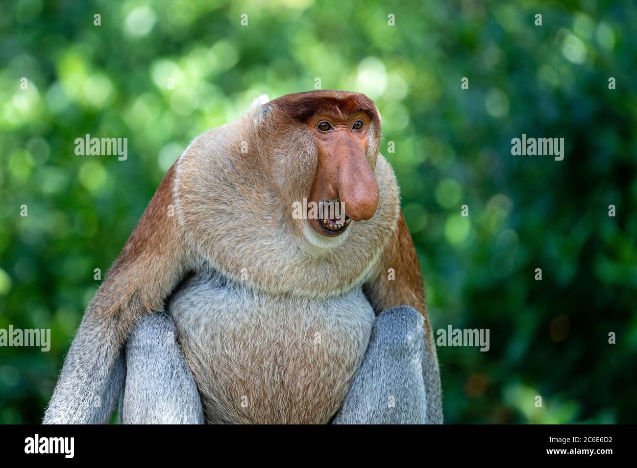 Portrait of a wild Proboscis monkey or Nasalis larvatus, in the rainforest  of island Borneo, Malaysia, close up. Amazing monkey with a big nose Stock  Photo - Alamy