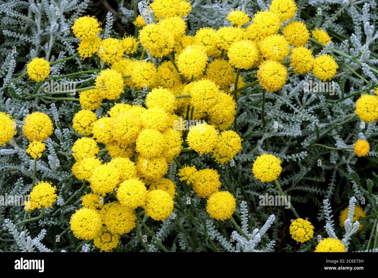 Santolina chamaecyparissus Cotton Lavender Stock Photo