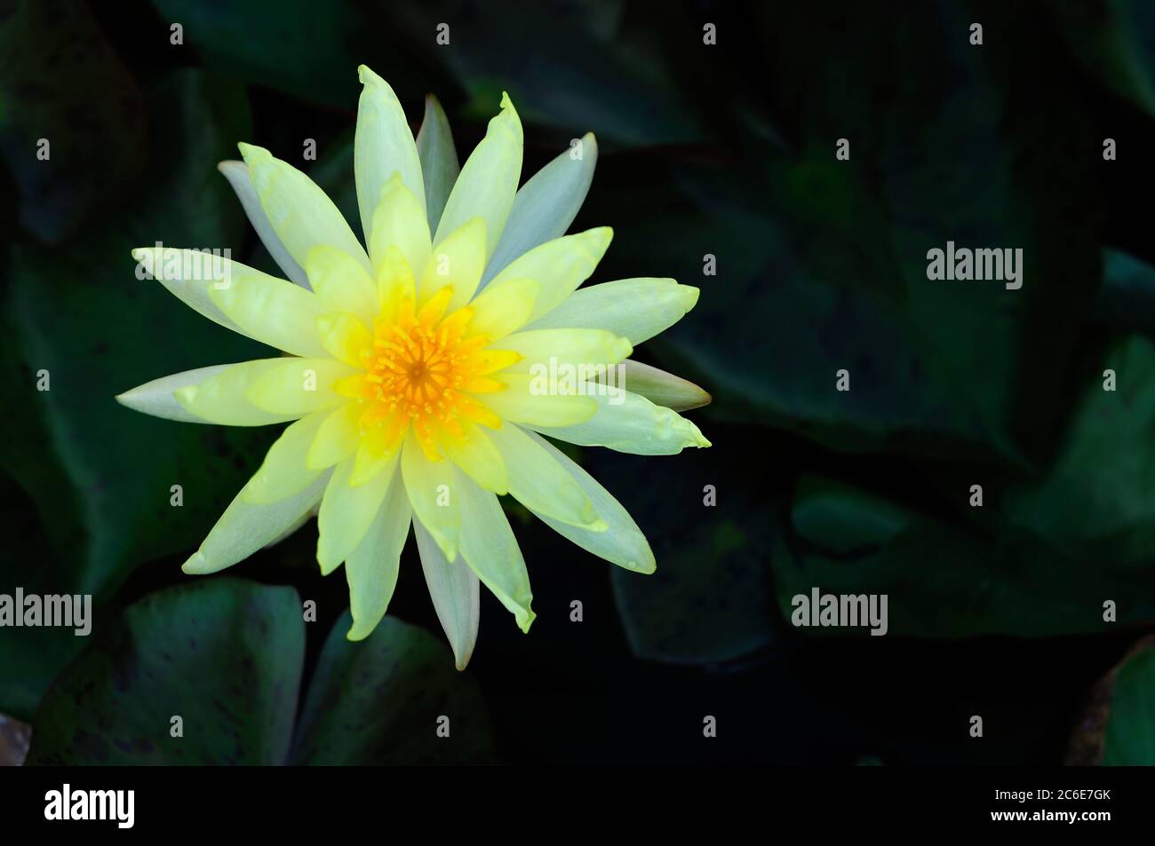 Beautiful yellow water lily hi-res stock photography and images - Alamy