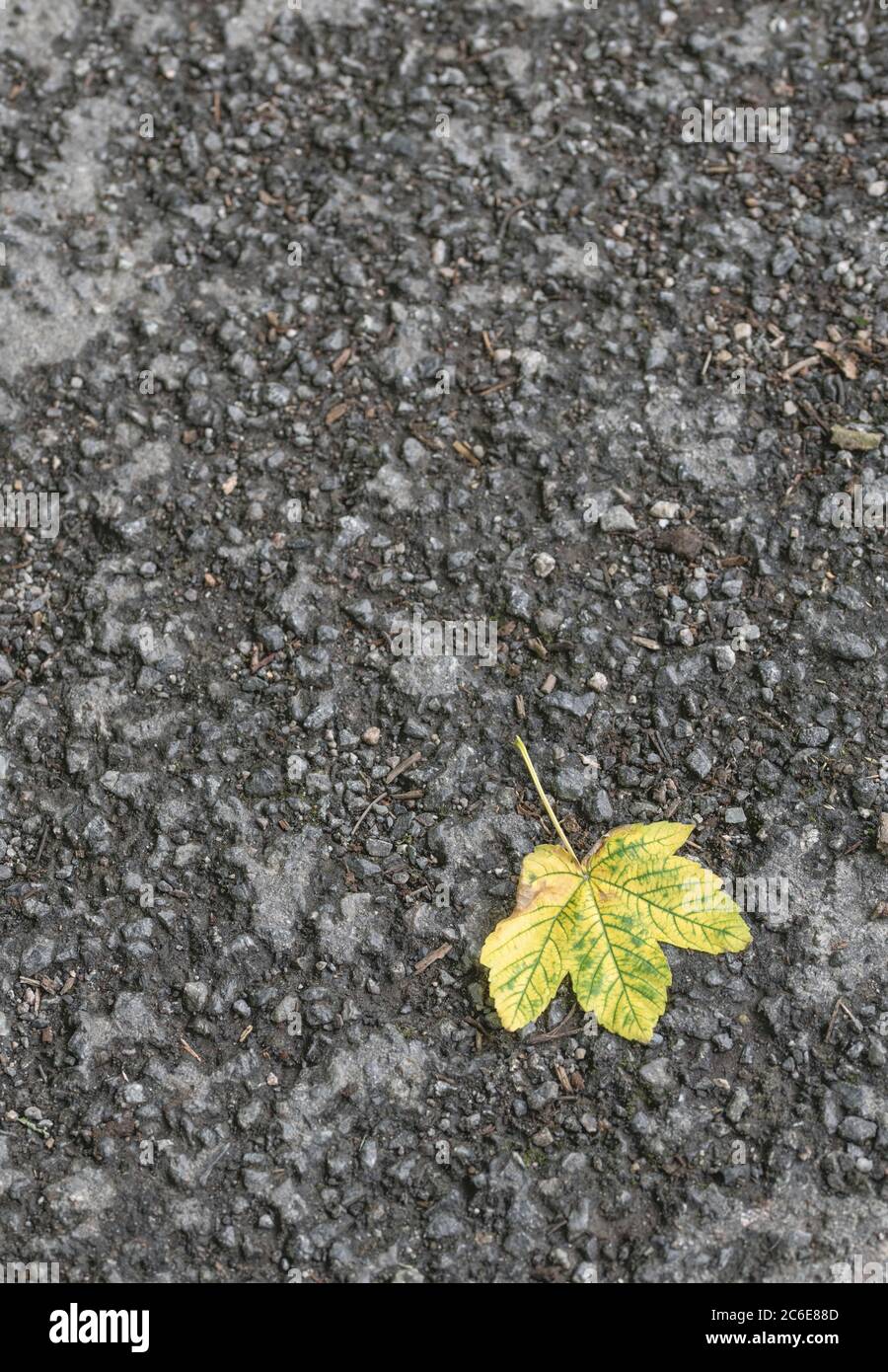 Solitary fallen leaf hi-res stock photography and images - Alamy
