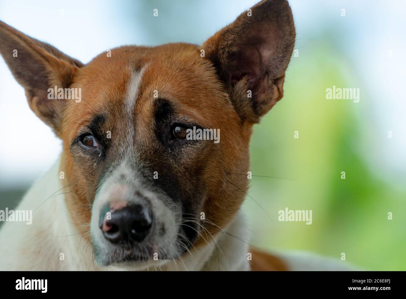 Sad dog hires stock photography and images Alamy