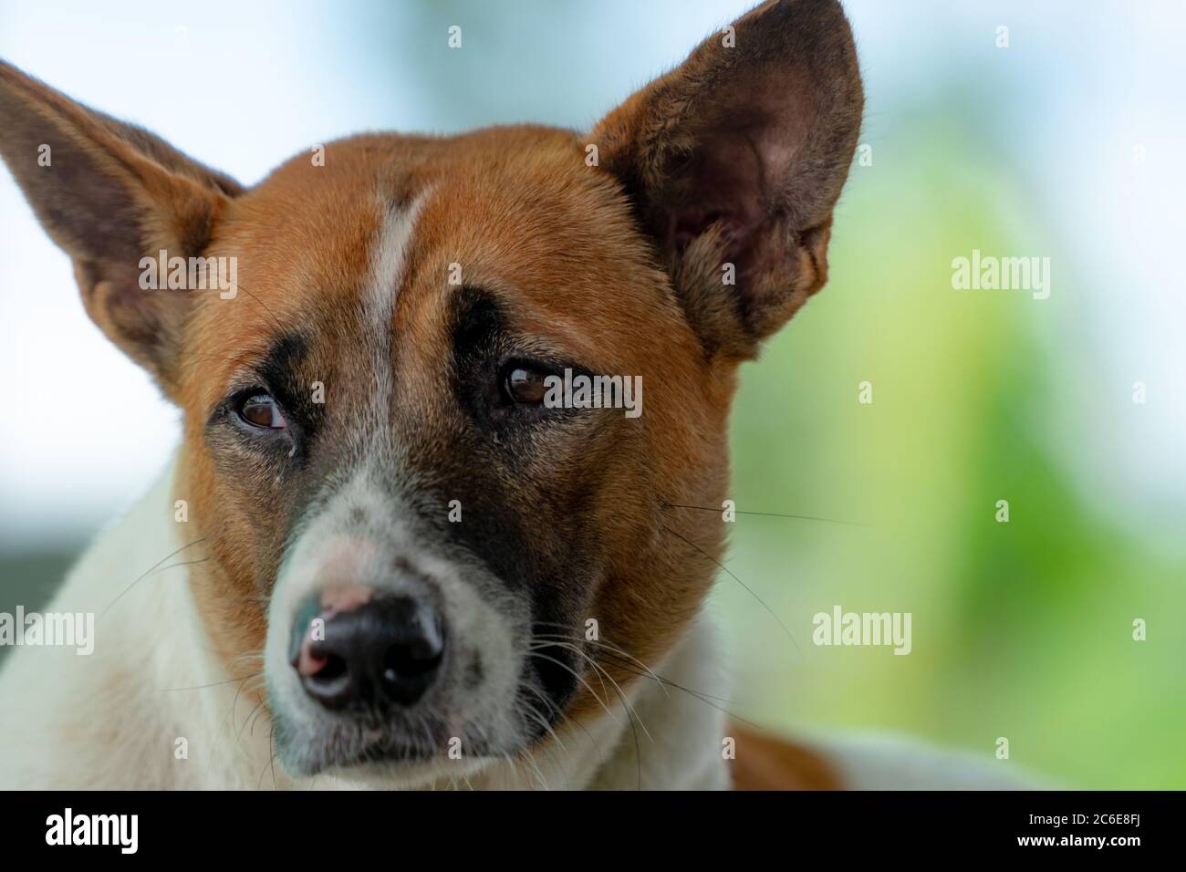 Sad dog looking with guilty feeling. Cute animal. Funny face of pet. Dog with sad eyes waiting for owner. Alone and lonely pet outside home. Depressed Stock Photo