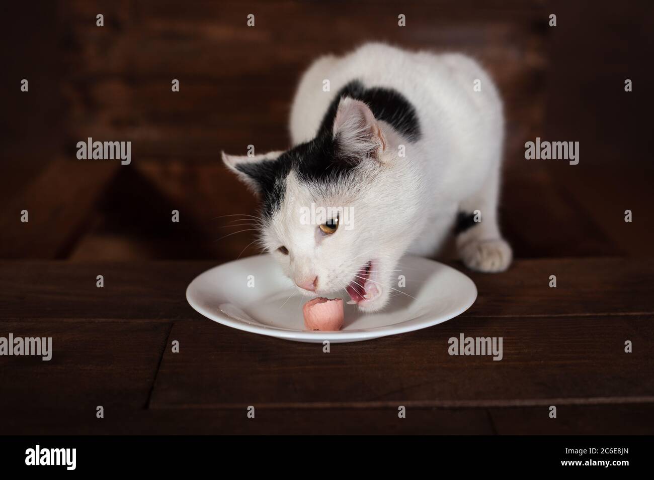 The cat eats sausage sits on a wooden chair at the table. The cat is eating