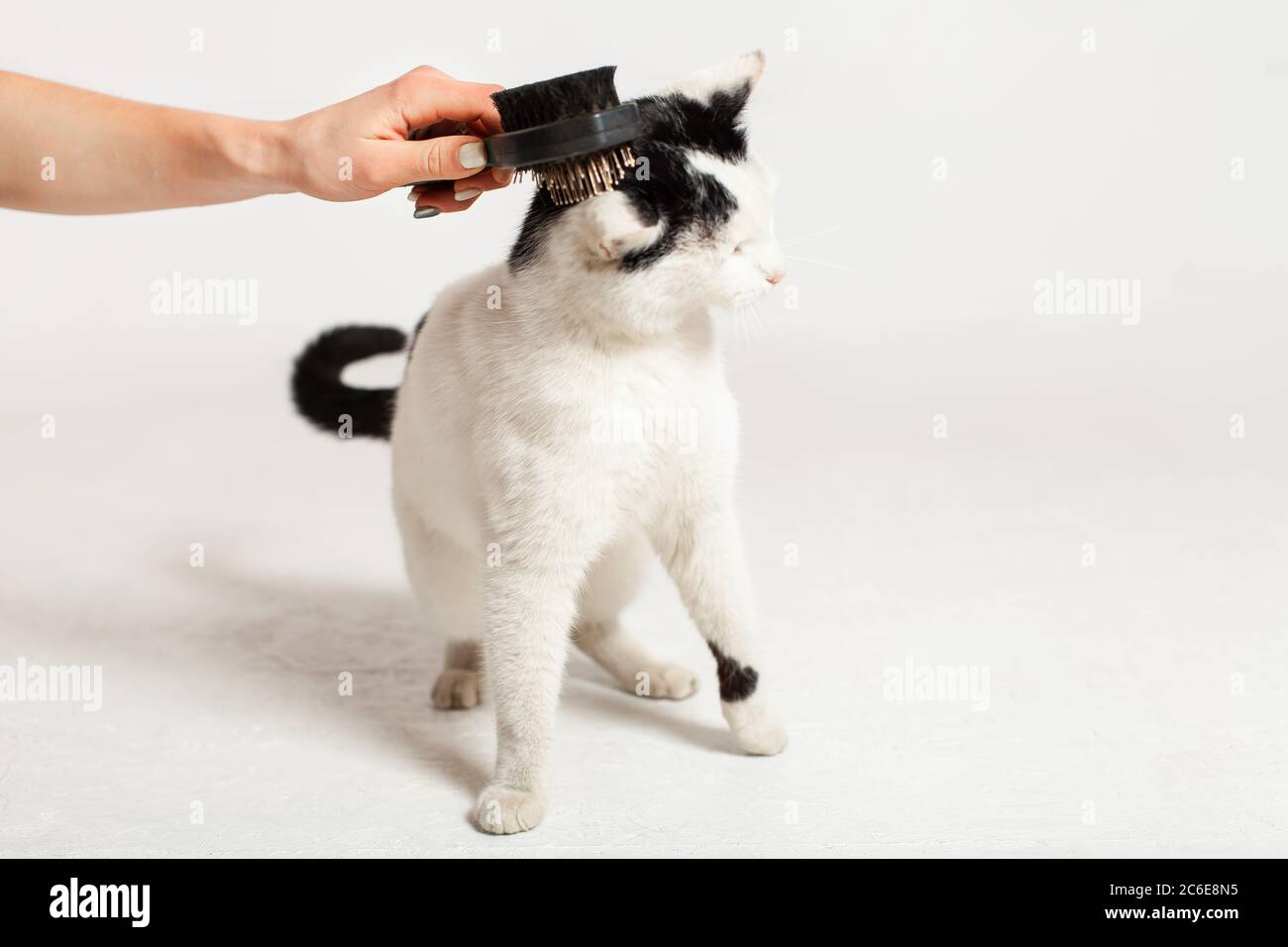A man combs a black and white cat with a comb for animals. Cat scrubber
