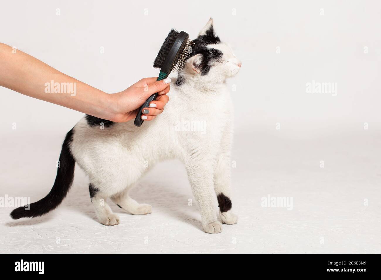 A man combs a black and white cat with a comb for animals. Cat scrubber