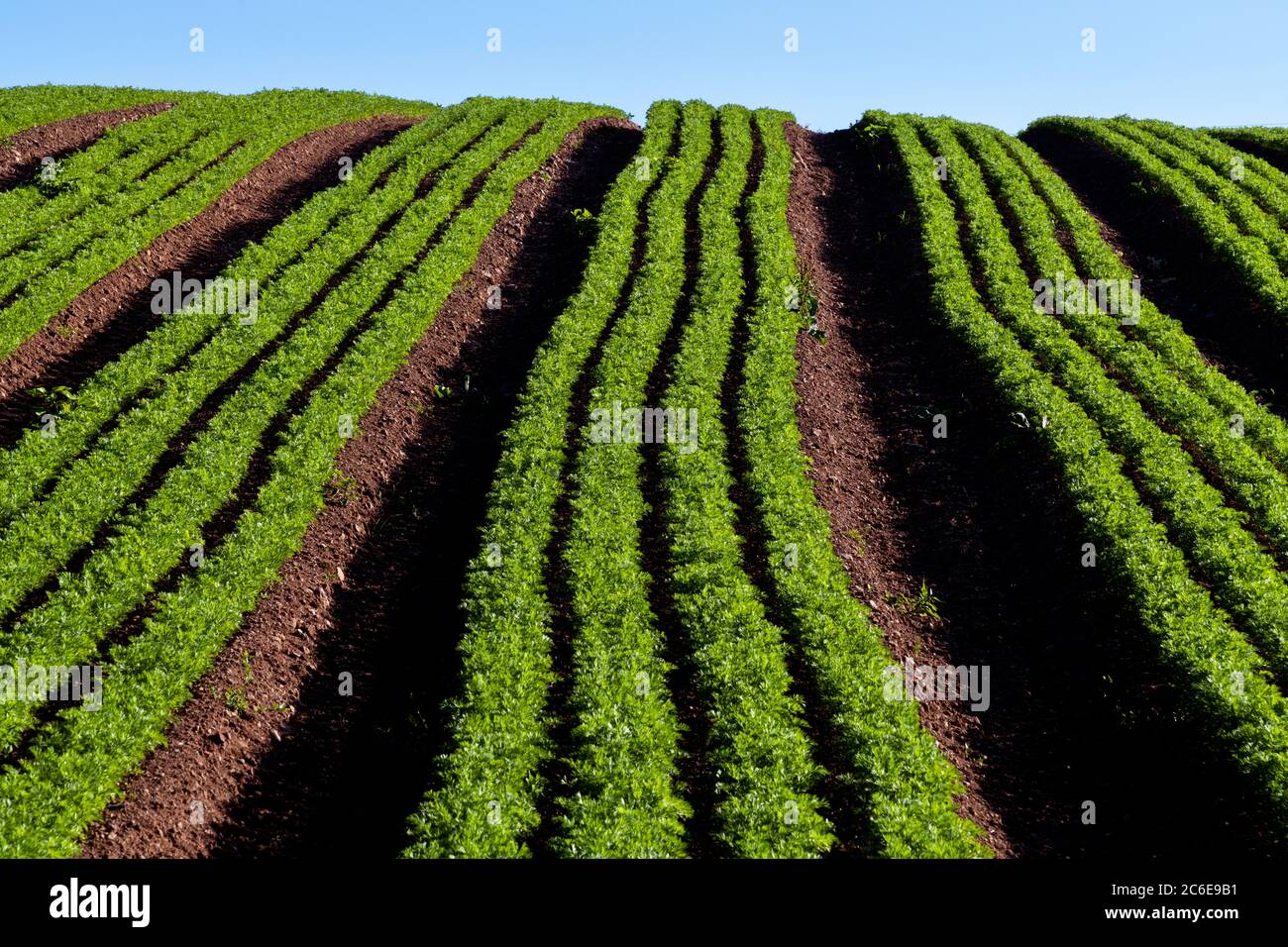 Rows of carrots growing in a field Stock Photo