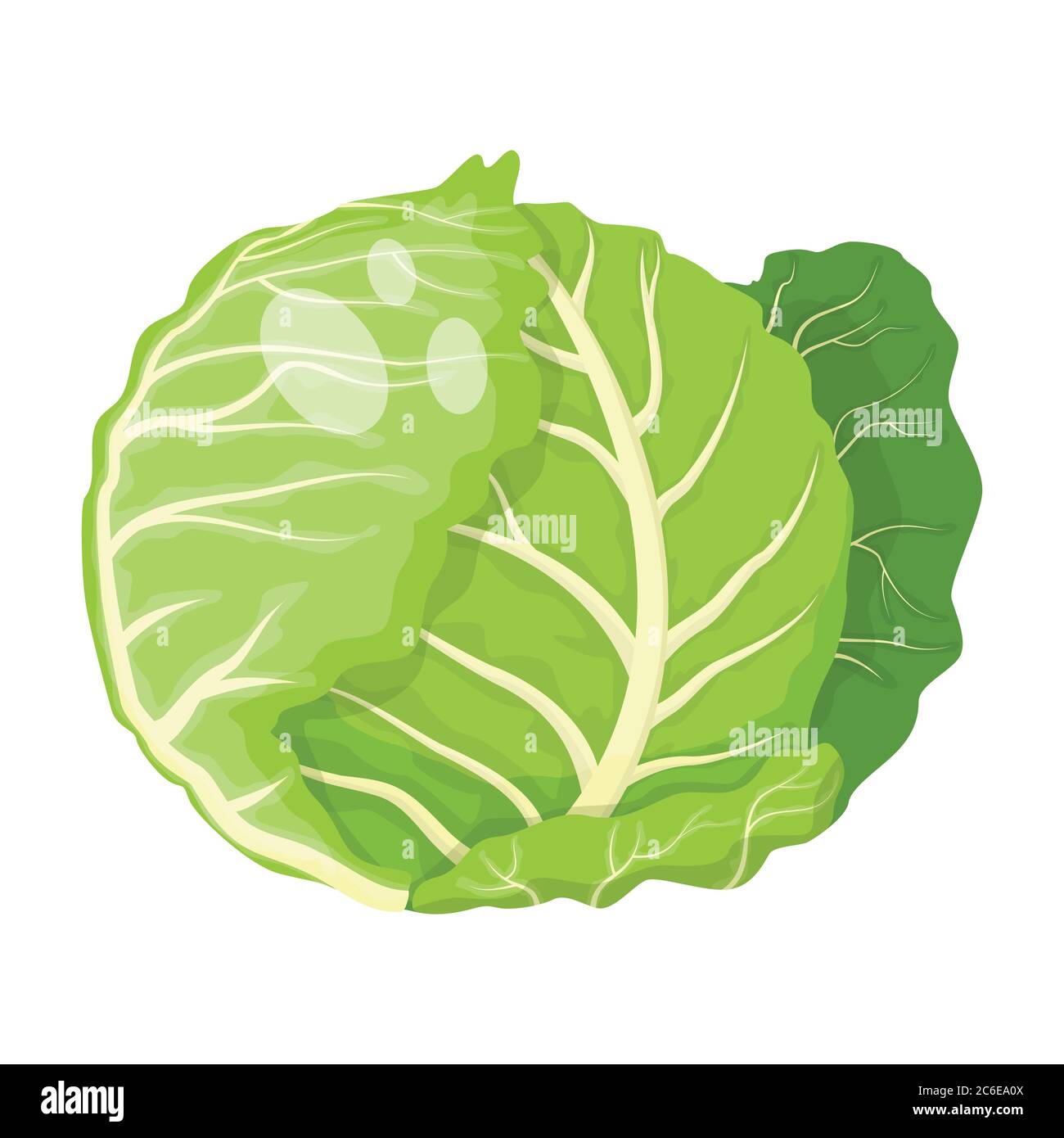 Cartoon fresh organic green cabbage icon. vector illustration Stock ...
