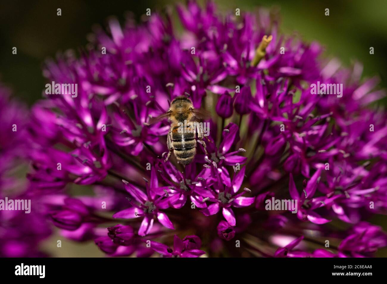 A honey bee feeding off the nectar and pollen in an allium flower. Stock Photo