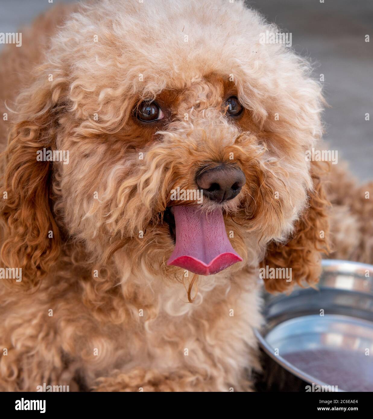 Cockapoo male dog with his tongue hanging out on a hot sunny day Stock Photo