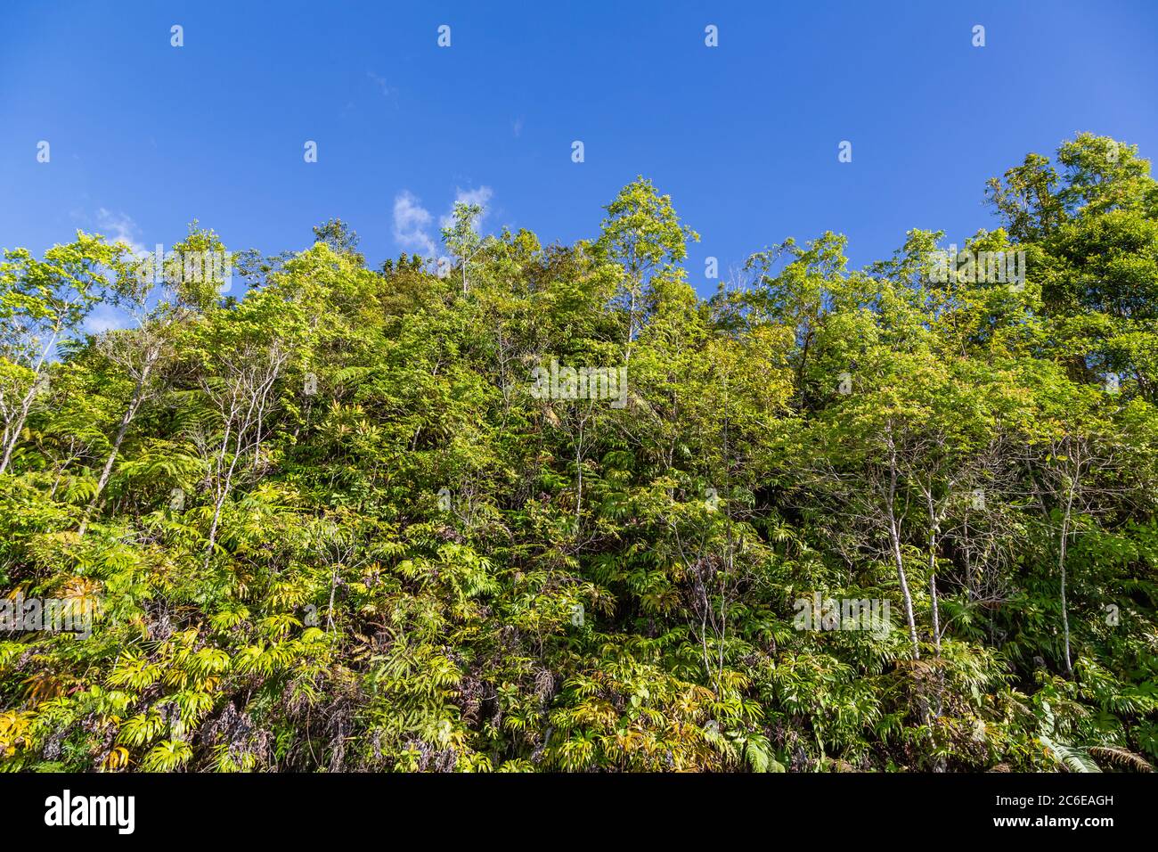 Lush green leaf emerges hi-res stock photography and images - Alamy