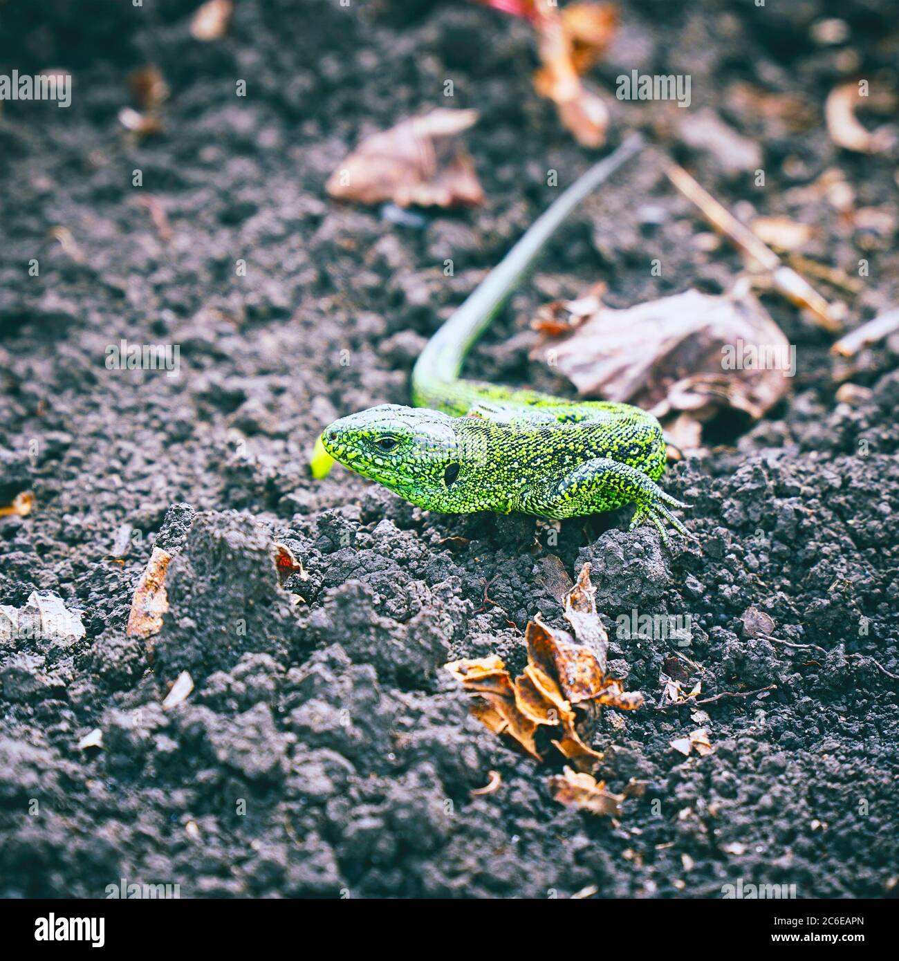 Portrait of a Small green lizard on the ground. Selective focus Stock Photo