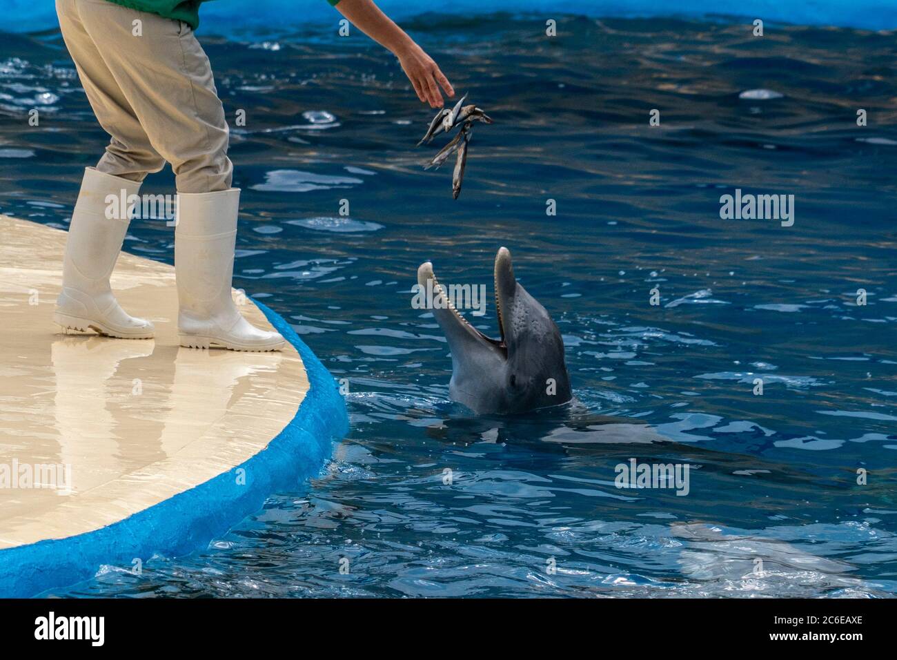 Human hand feeding dolphin with anchovy Stock Photo Alamy