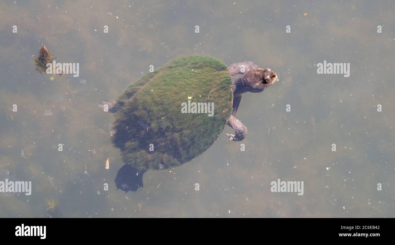 Northern long neck turtle covered in moss swimming in billabong in the ...