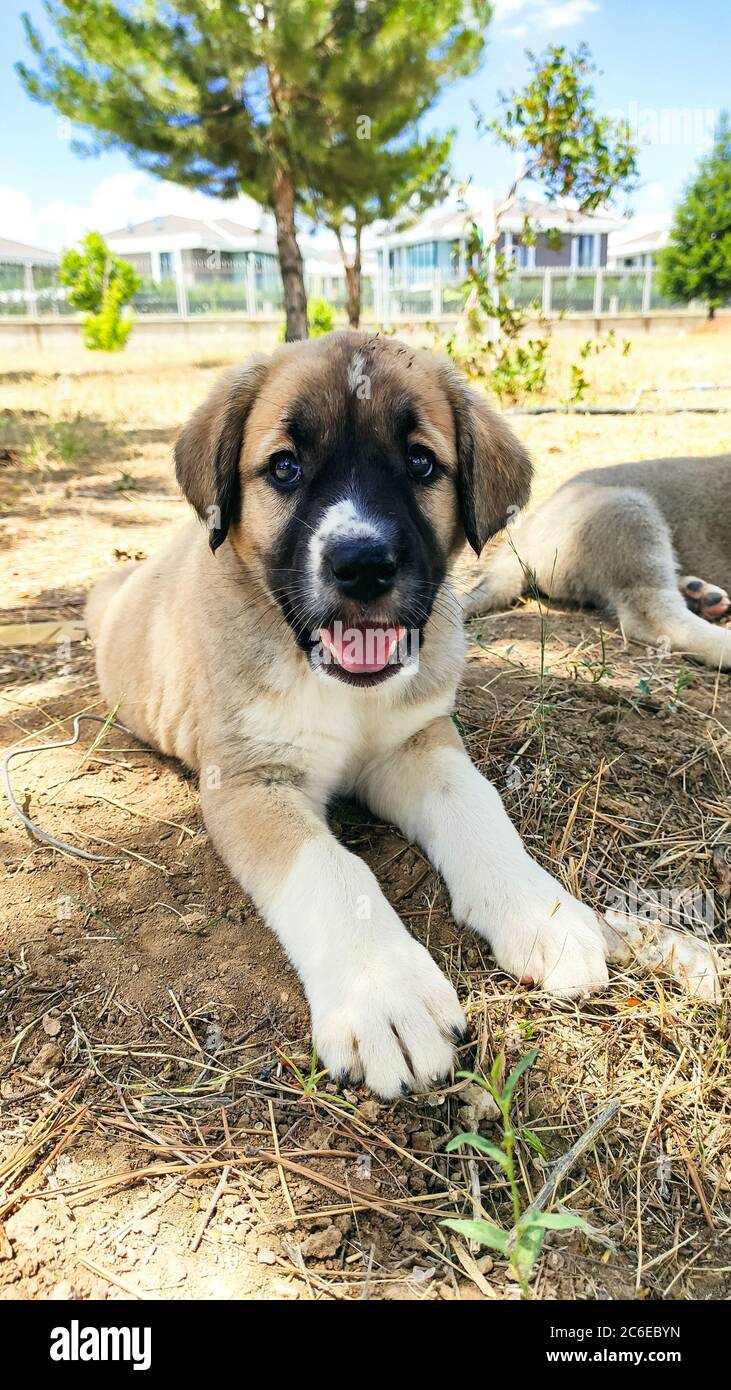 Puppy, Anatolian Shepherd Dog. Close-up portrait…Anatolian Shepherd Dog puppie playing in the garden. Stock Photo