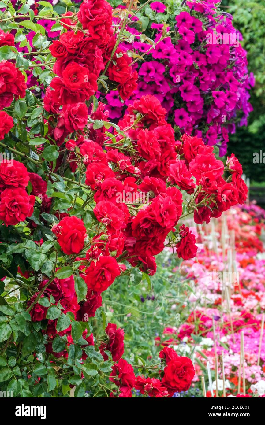 Garden scene with red rose purple petunias hanging, july mixed blooming flowers Stock Photo