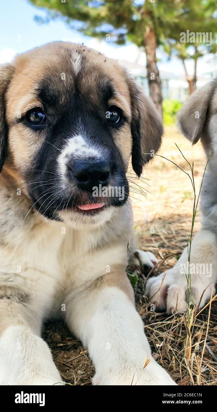 Puppy, Anatolian Shepherd Dog. Close-up portrait…Anatolian Shepherd Dog puppie playing in the garden. Stock Photo