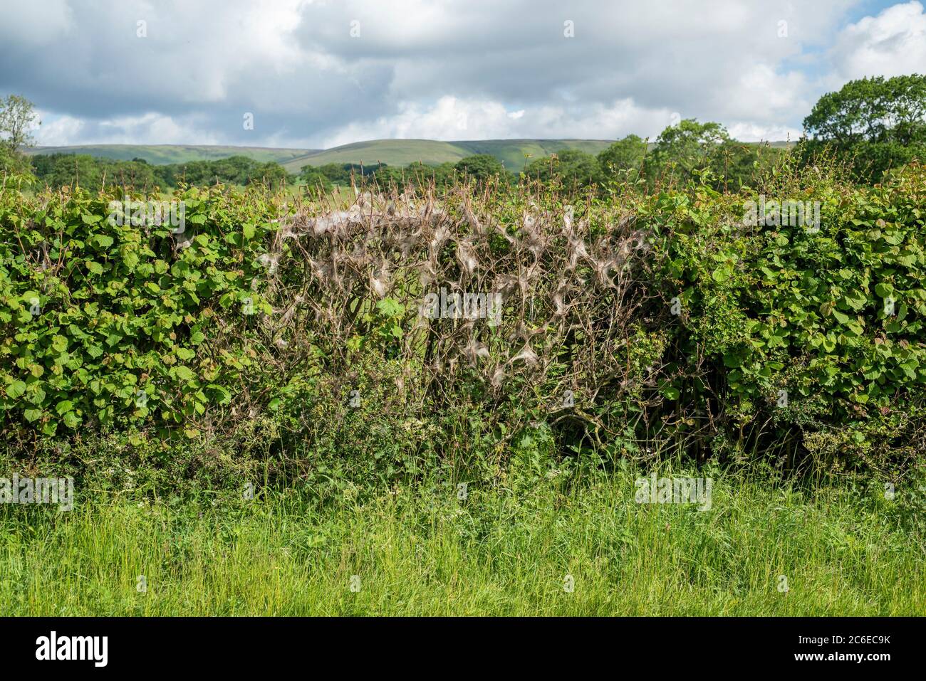 Ermine moth caterpillars on a hedge, Chipping, Lancashire. The hungry caterpillars spin the webs to protect themselves while they feed on the tree beh Stock Photo