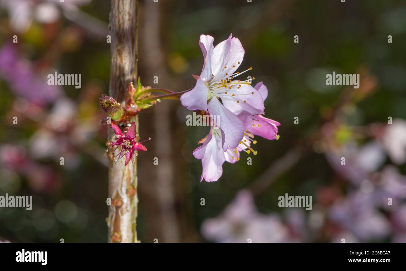 Japanese cherry blossom,Chipping, Preston, Lancashire, England, United Kingdom. Stock Photo