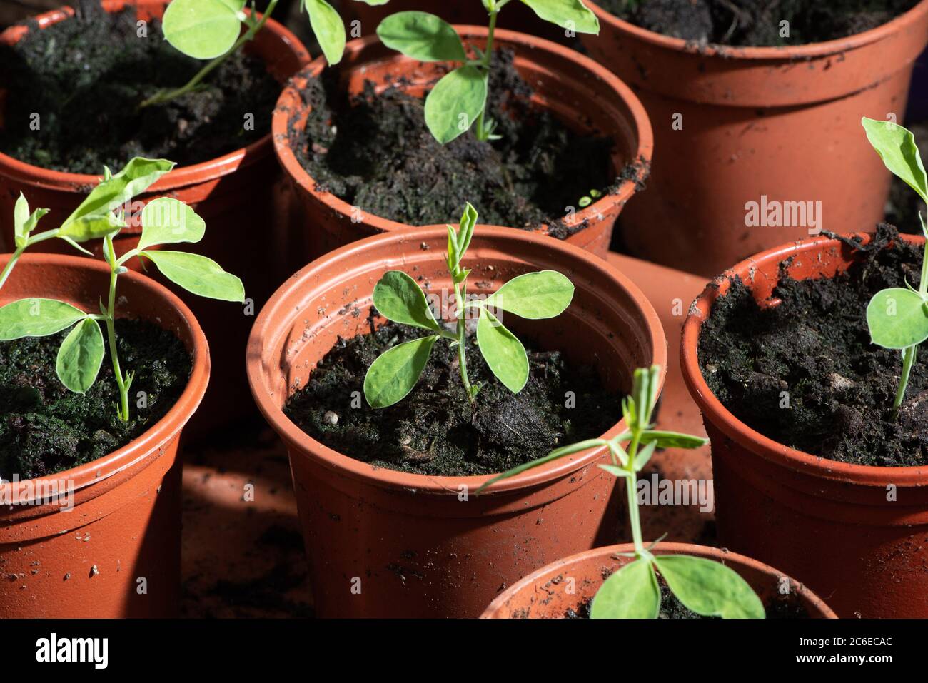 Sweet peas growing in plastic flower pots in a  greenhouse, Chipping, Preston, Lancashire, England, United Kingdom. Stock Photo
