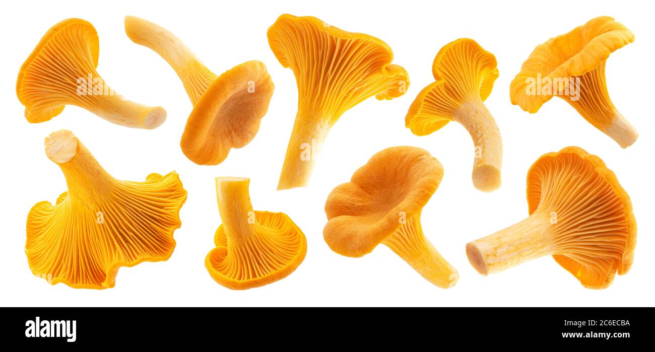 Fresh chanterelle mushrooms isolated on white background Stock Photo