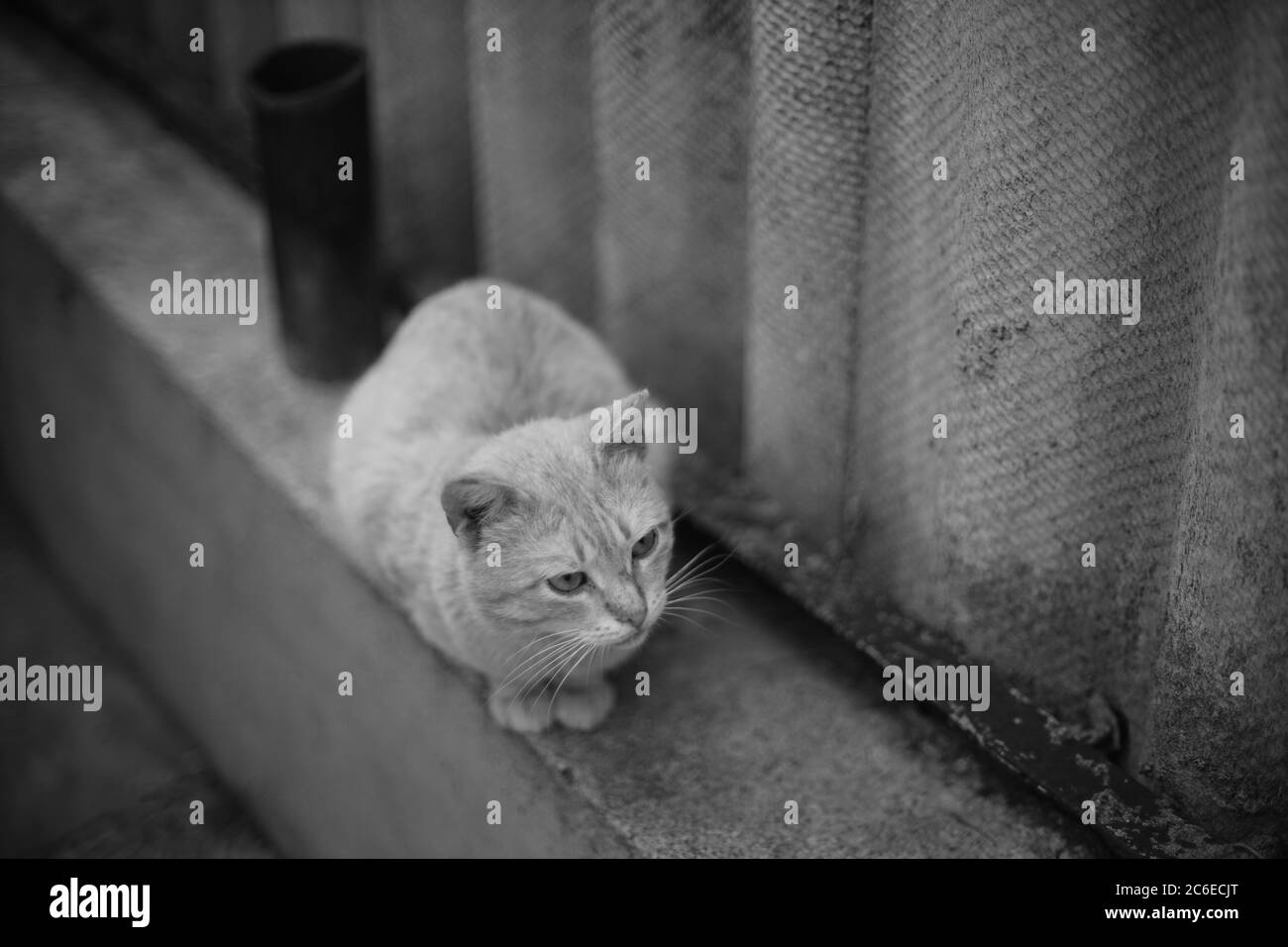 Cute cat sitting on the old rural fence Stock Photo - Alamy