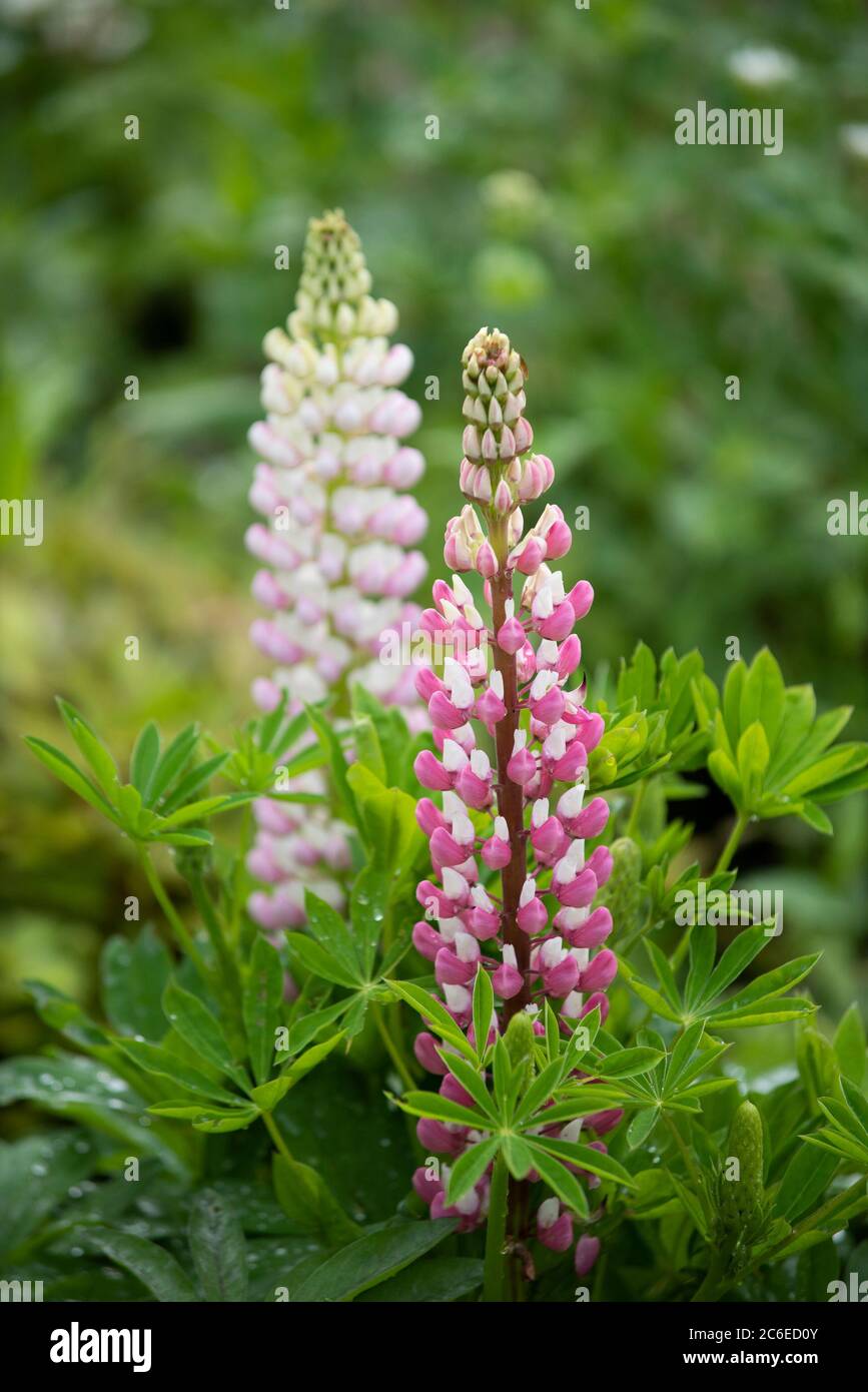 Lupins growing in a garden, Chipping,Preston,Lancashire, England, North West, United Kingdom. Stock Photo