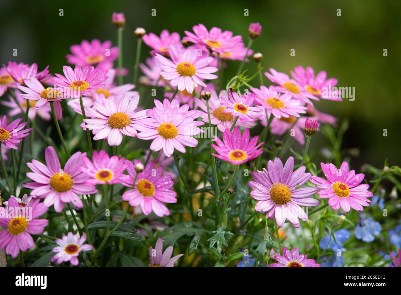 Pyrethrum growing in a garden, Chipping, Preston, Lancashire, England, North West, United Kingdom. Stock Photo