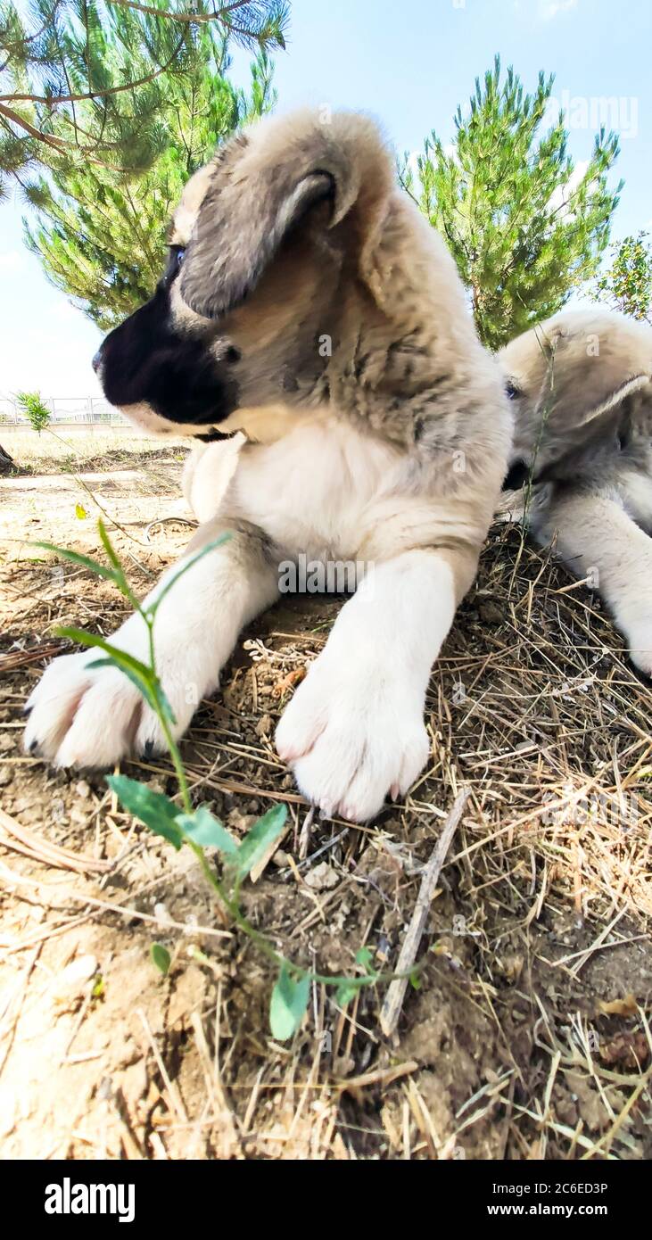 Puppy, Anatolian Shepherd Dog. Close-up portrait…Anatolian Shepherd Dog puppie playing in the garden. Stock Photo