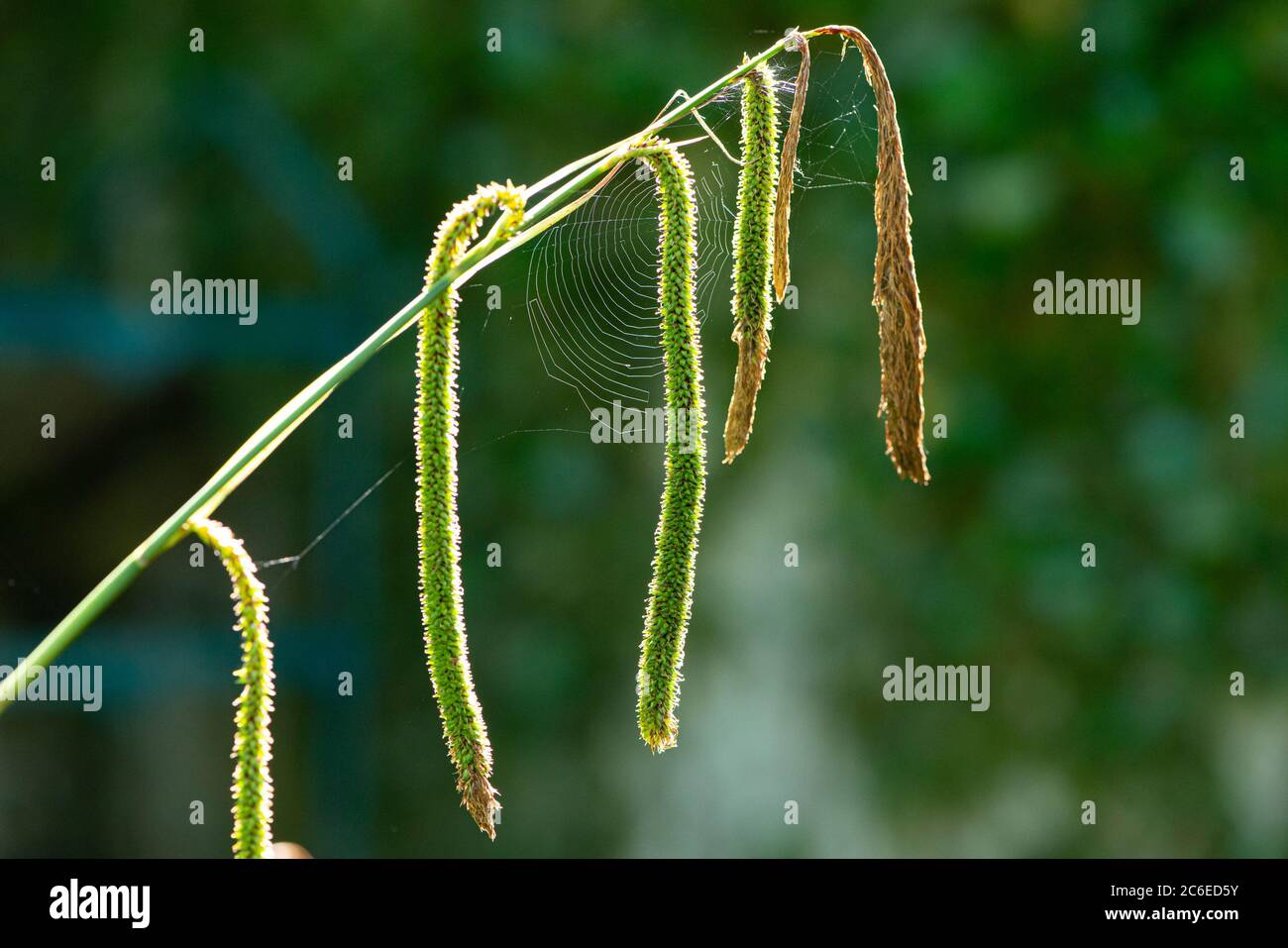 Dallis grass and cobwebs, Chipping,Preston,Lancashire,UK Stock Photo