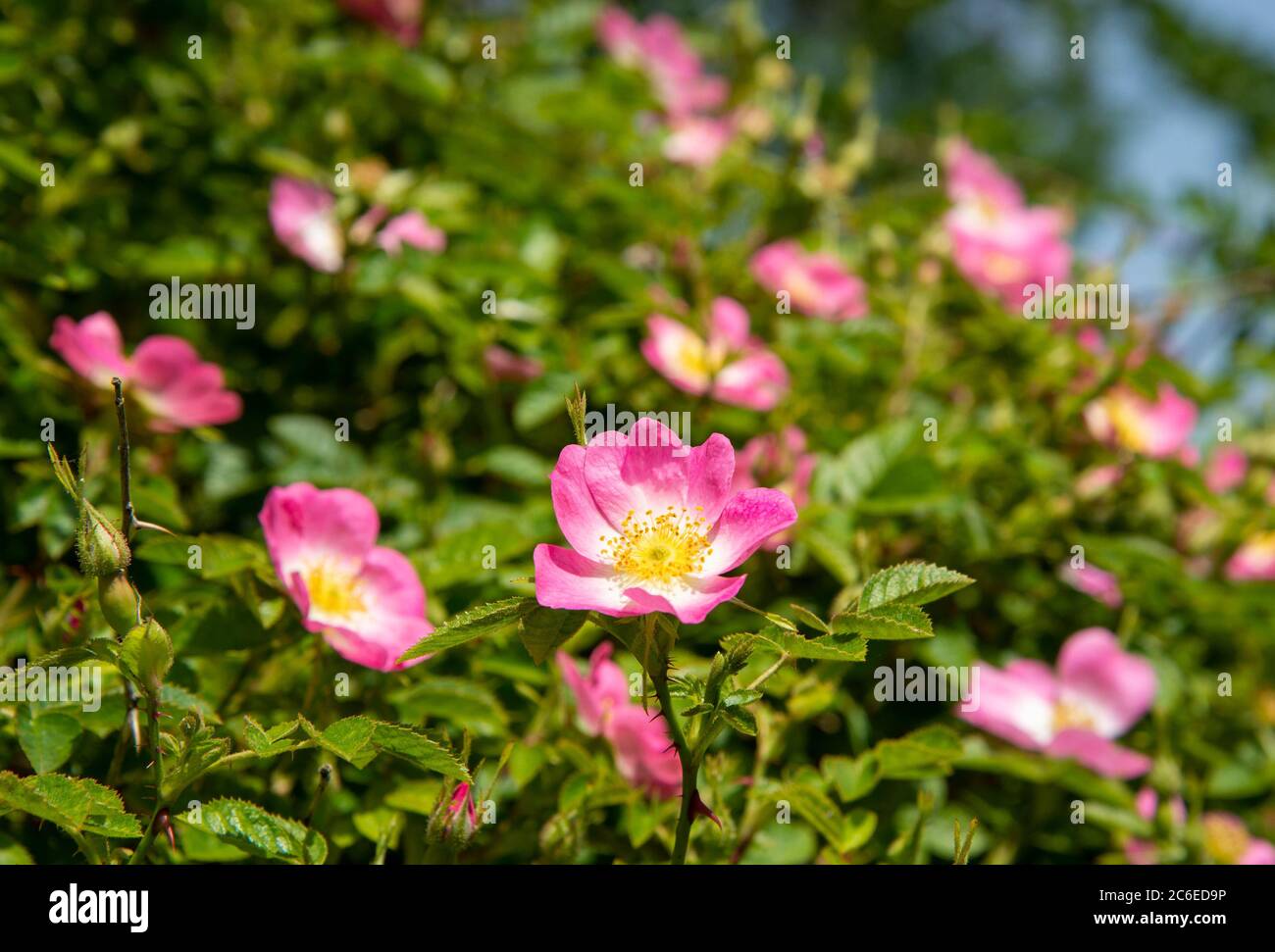 Roses plants hires stock photography and images Alamy
