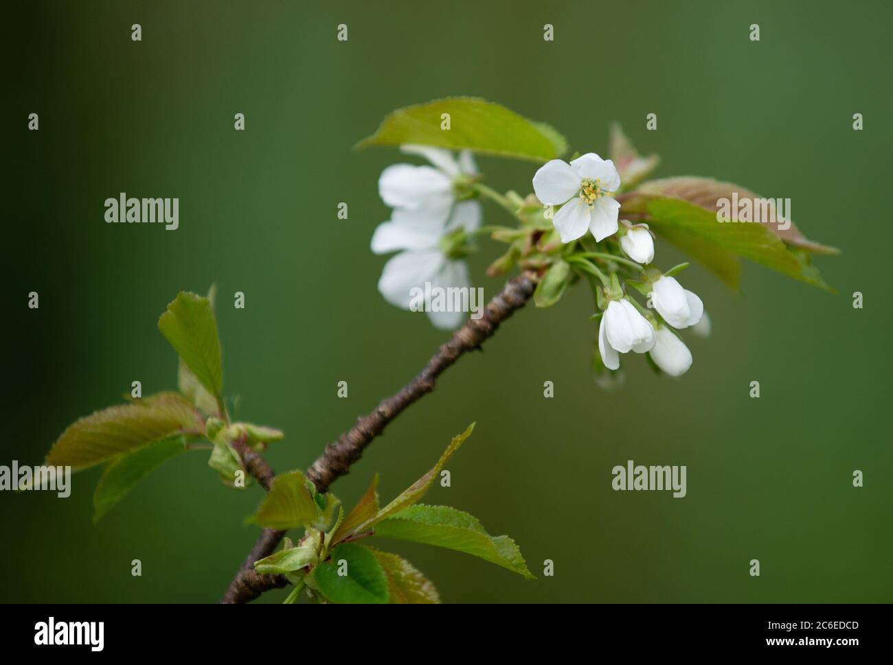 Wild cherry blossom in a garden, Chipping, Preston, Lancashire. UK. Stock Photo